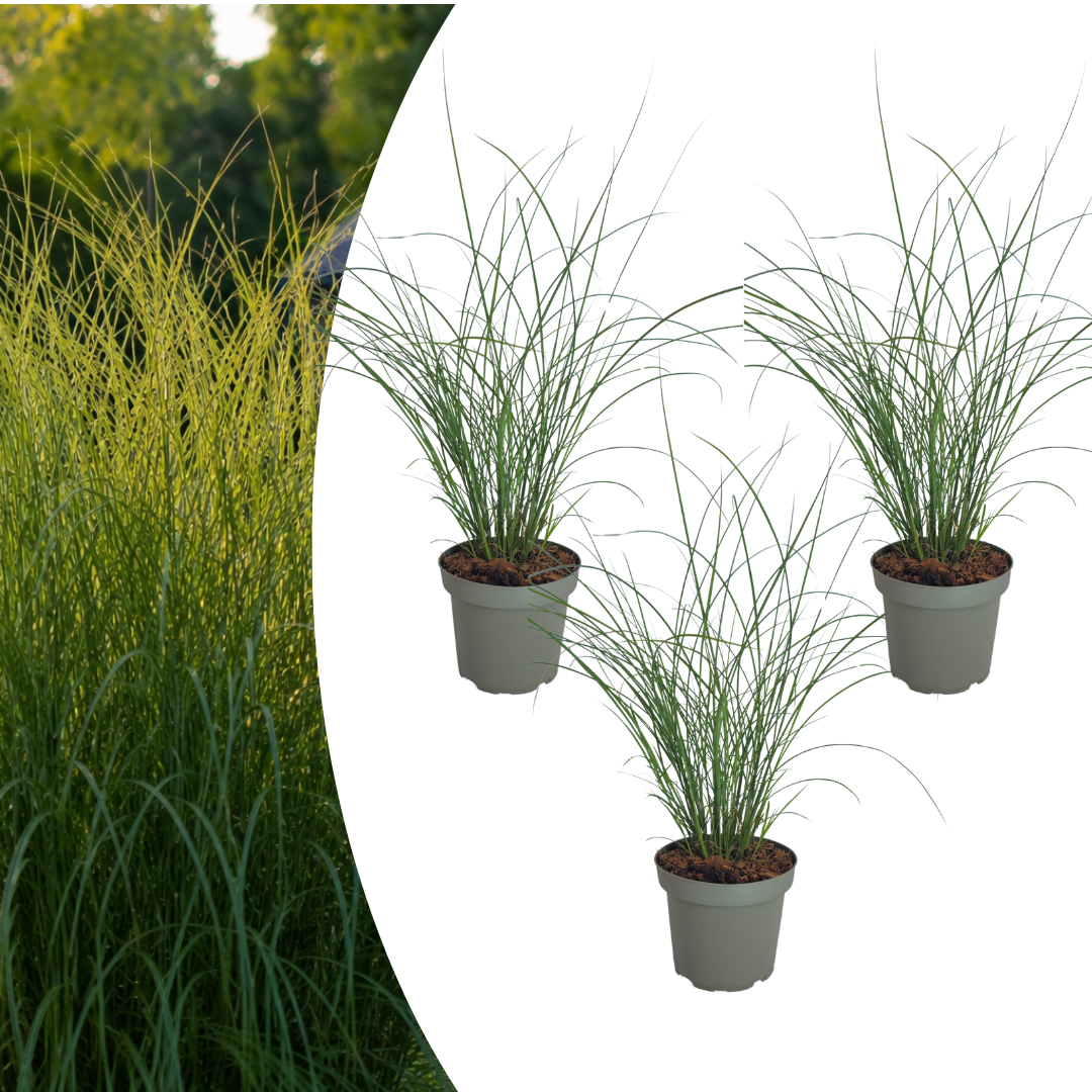 🌾 Miscanthus sinensis 'Gracillimus' – Prachtriet | 3 stuks