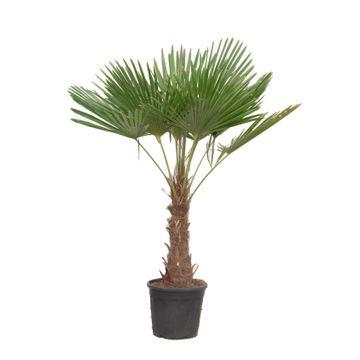 🌴 Trachycarpus Fortunei – Chinese Waaierpalm