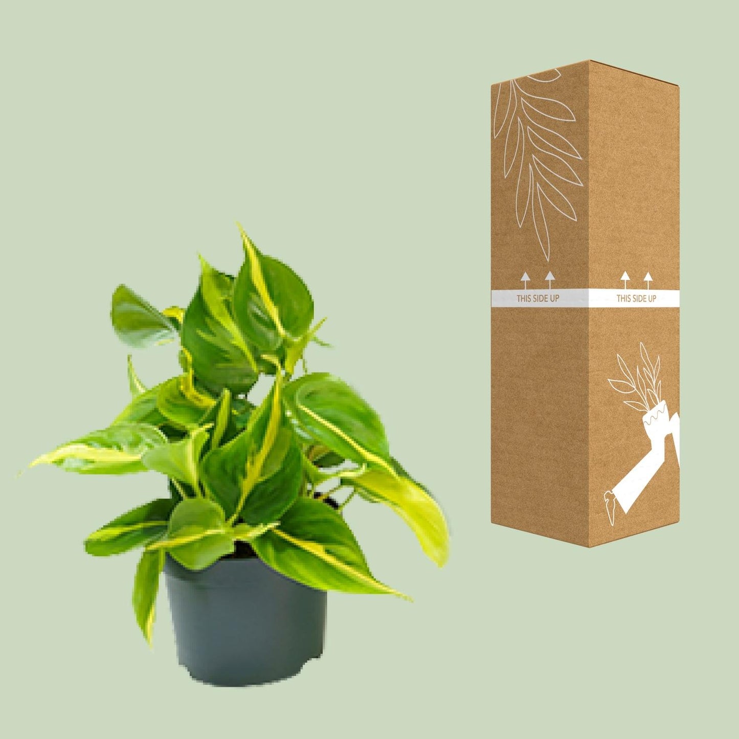 🌿 Philodendron Scandens ‘Brasil’ | Sterke Hangplant met Geelgroen Blad