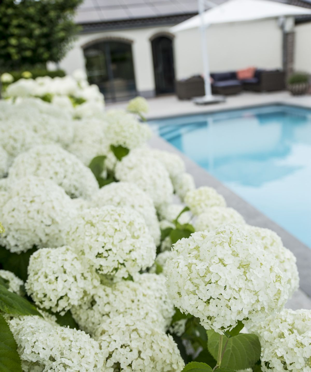 🌸 Hydrangea arborescens ‘Strong Annabelle’ – Hortensia