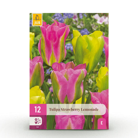 🍓🍋🌷 Tulp Strawberry Lemonade – Roze & Geel Tweekleurig (12 stuks)