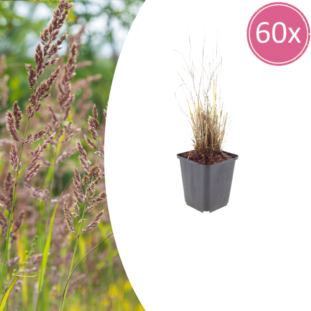 🌾 Calamagrostis brachytricha | Bloeiend Siergras (60 Stuks)