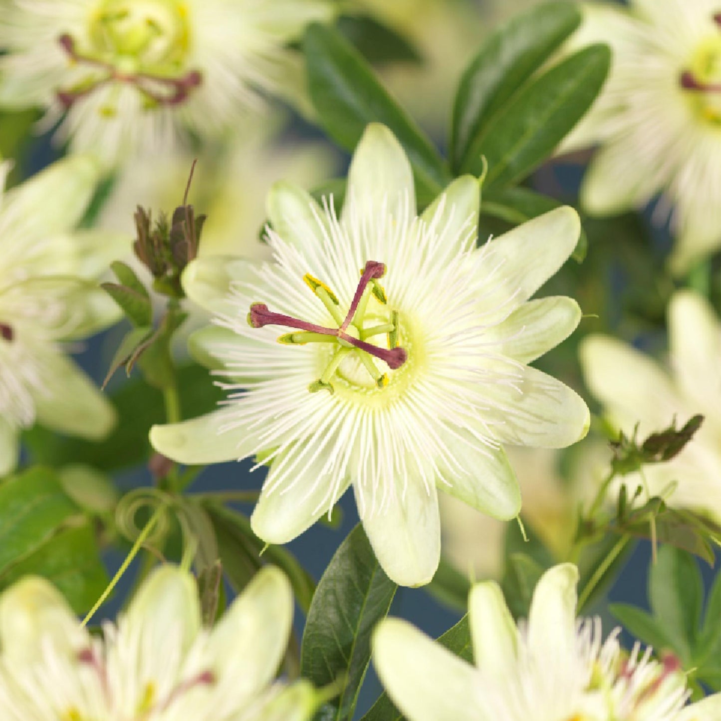 🌸 Passiflora 'Avalanche' – Witte Passiebloem (2 stuks)