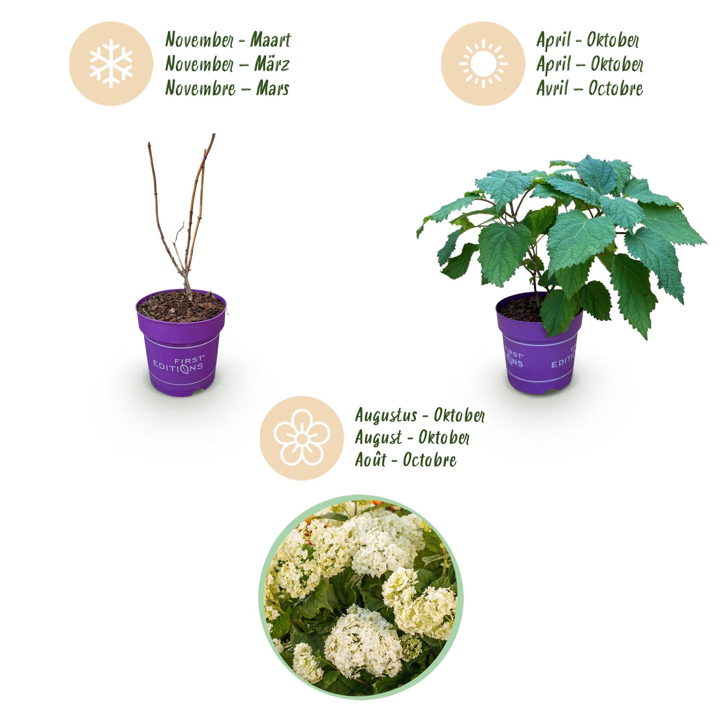 🌸 Hydrangea arborescens ‘FlowerWOW’ – Witte Hortensia | (3 stuks)