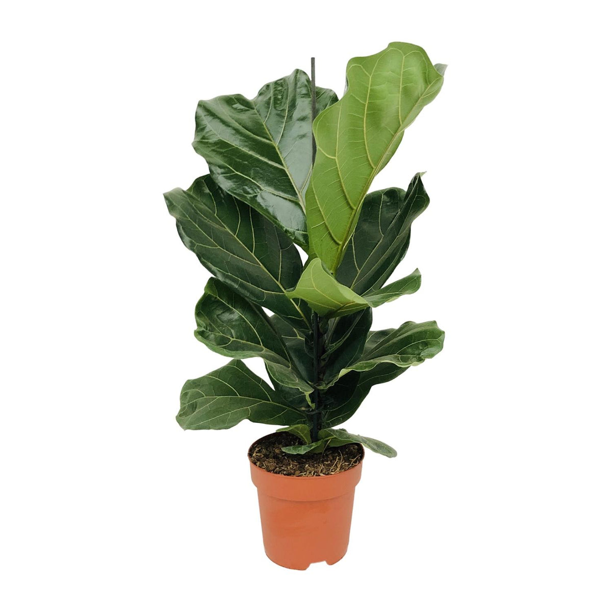 🌿 Ficus Lyrata – Tabaksplant met Grote Glanzende Bladeren