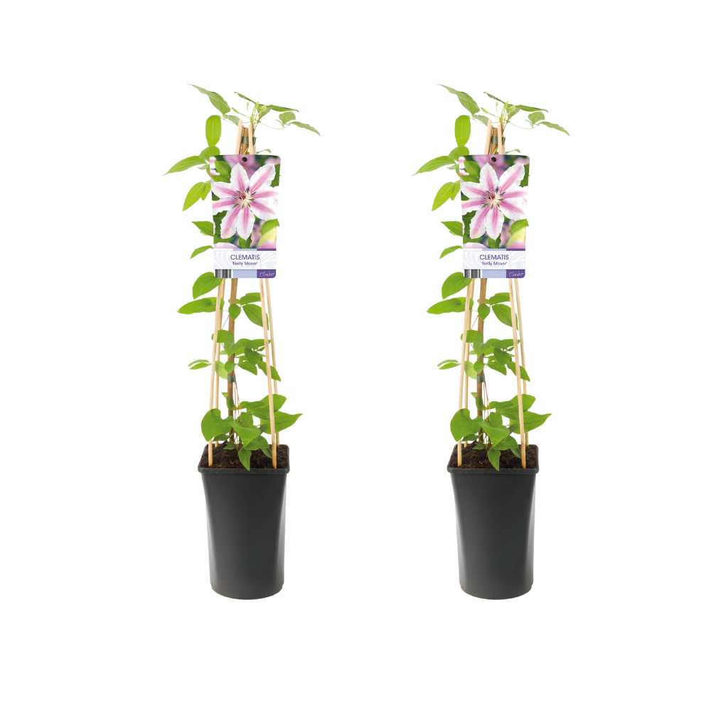 🌸 Clematis ‘Nelly Moser’ – Klimplant (2 Stuks)