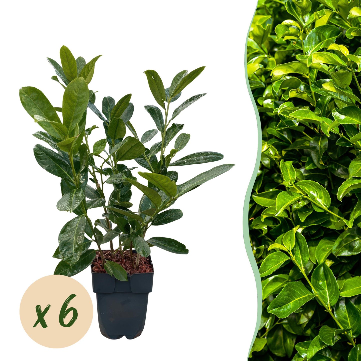 🌿 Prunus laurocerasus 'Rotundifolia' – Laurierhaag ( 6 stuks)