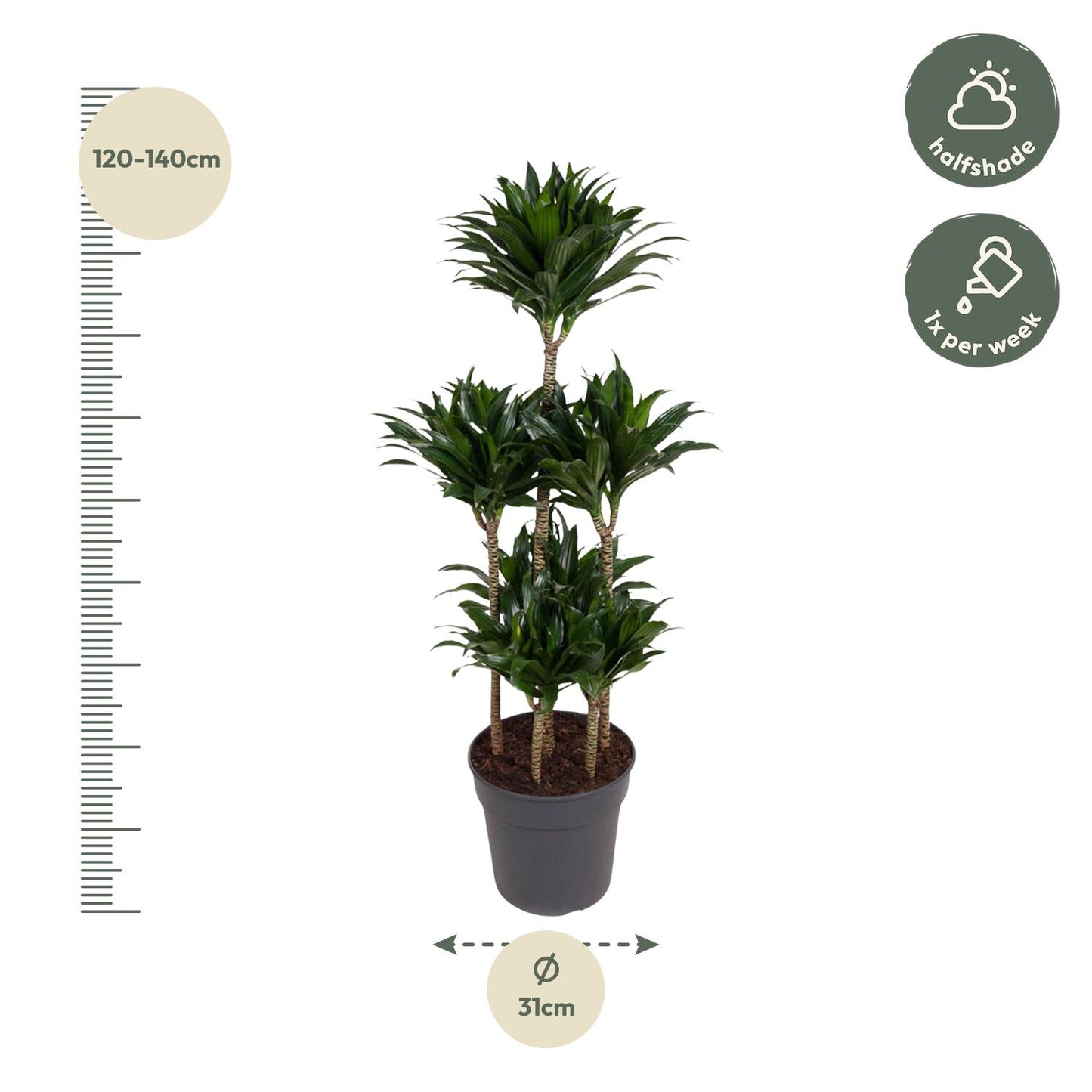 🌿 Dracaena Compacta Carrousel | Grote Luchtzuiverende Kamerplant