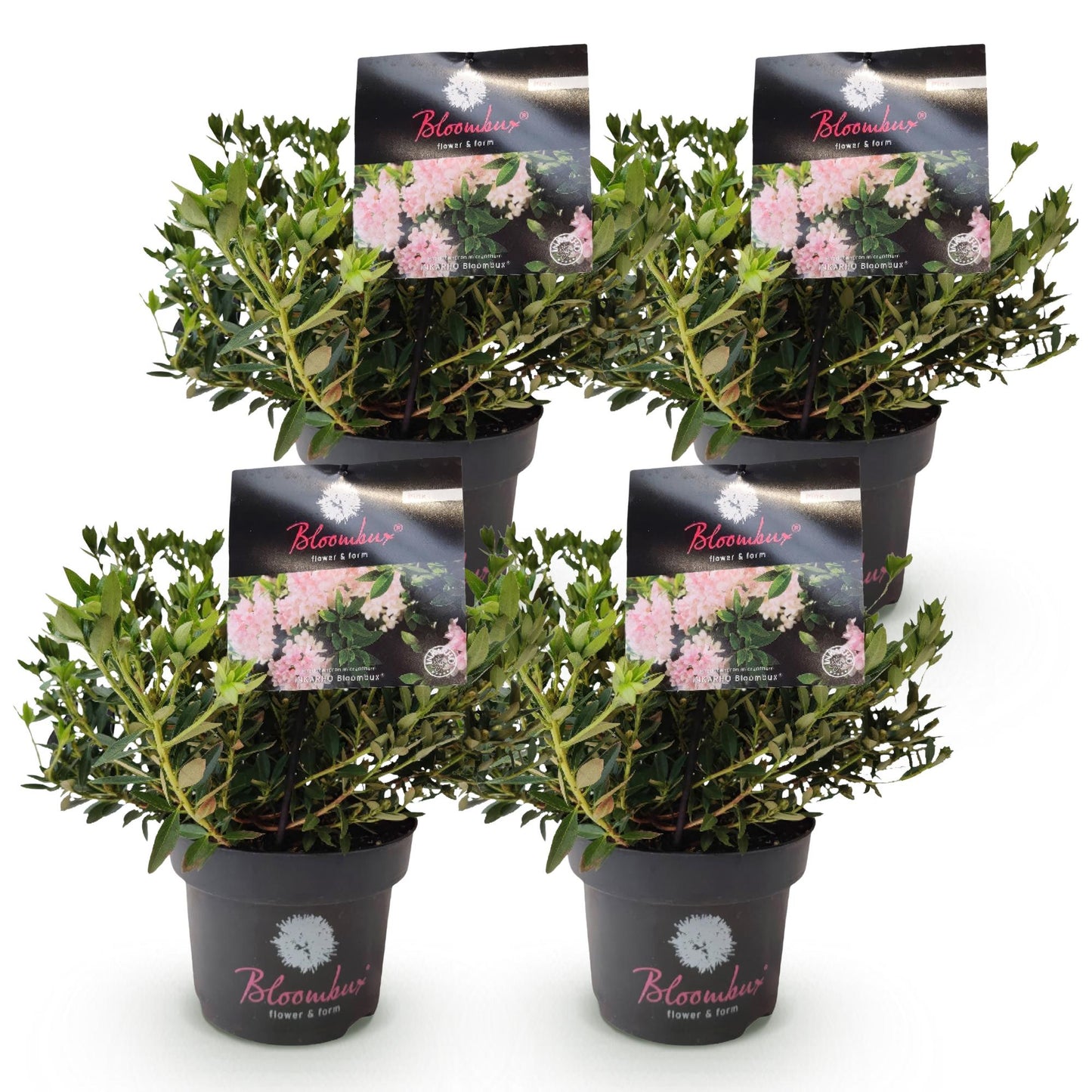 🌸 Rhododendron ‘Bloombux Light Pink’ – Dwerg Rhododendron | (4 stuks)
