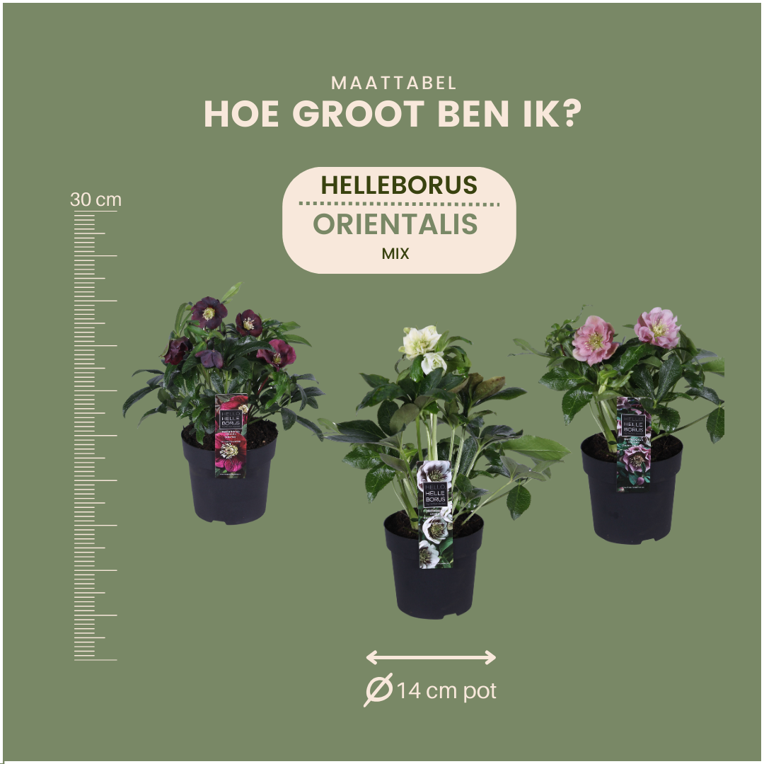 🌸 Helleborus Specials – Winterbloeiers (3 Stuks)