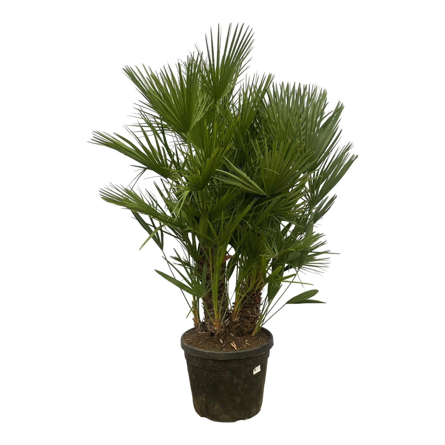 🌴 Chamaerops Humilis Multi Stam – Mediterrane Europese Dwergpalm