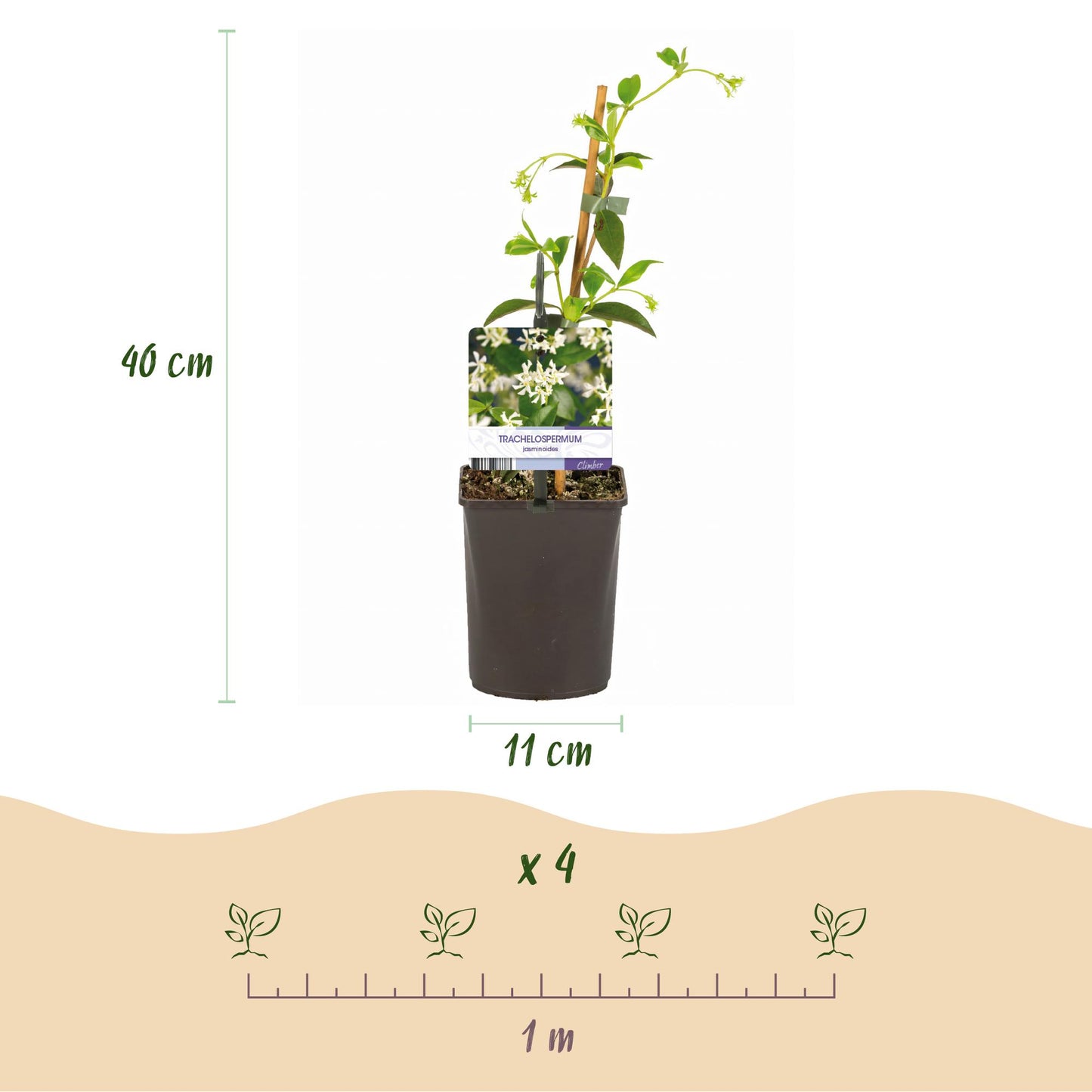 🌸 Trachelospermum jasminoides – Toscaanse Jasmijn (2 stuks)