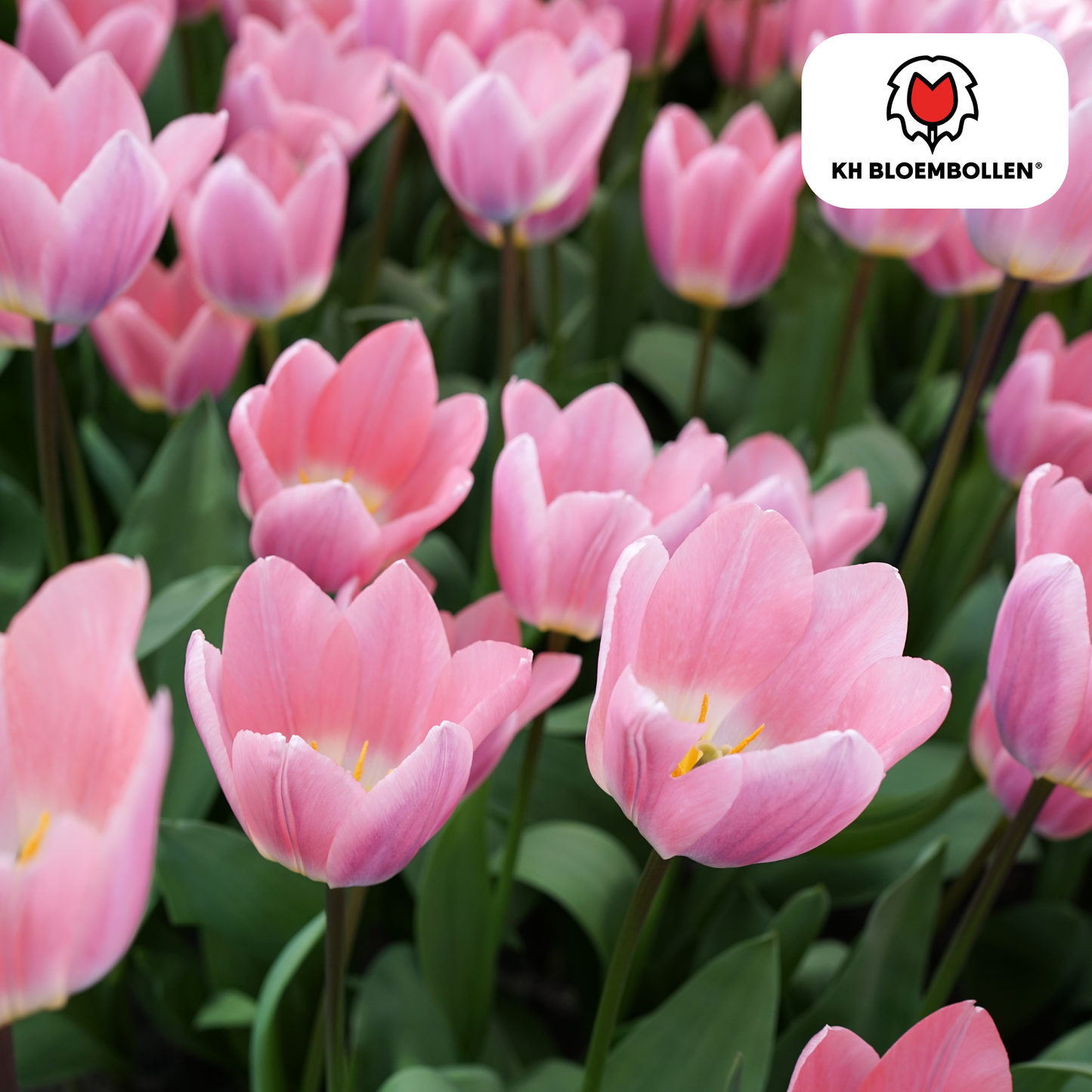 🌷 Tulpenbollen ‘Light and Dreamy’ – Pastel Tulpenmix (20 Stuks)