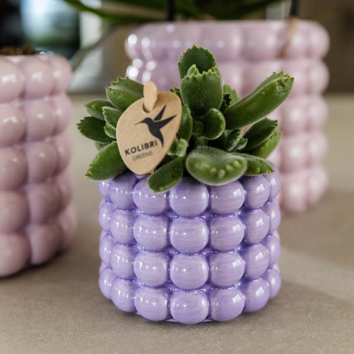 🌸 Plantenset Poppy Mix | Kleurrijke Mix met Groene Kamerplanten (4 stuks)