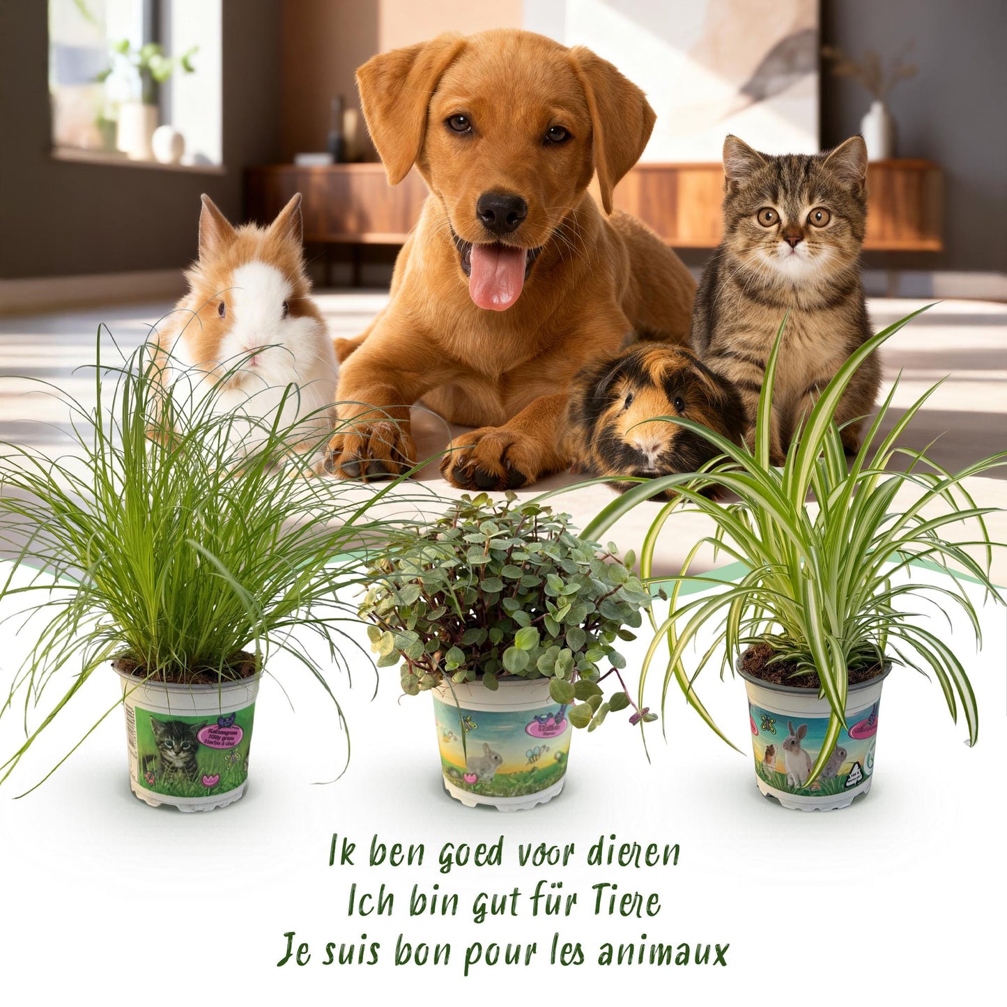 🌿 Diervriendelijke Planten Mix | 3 Kamerplanten met Witte Pot
