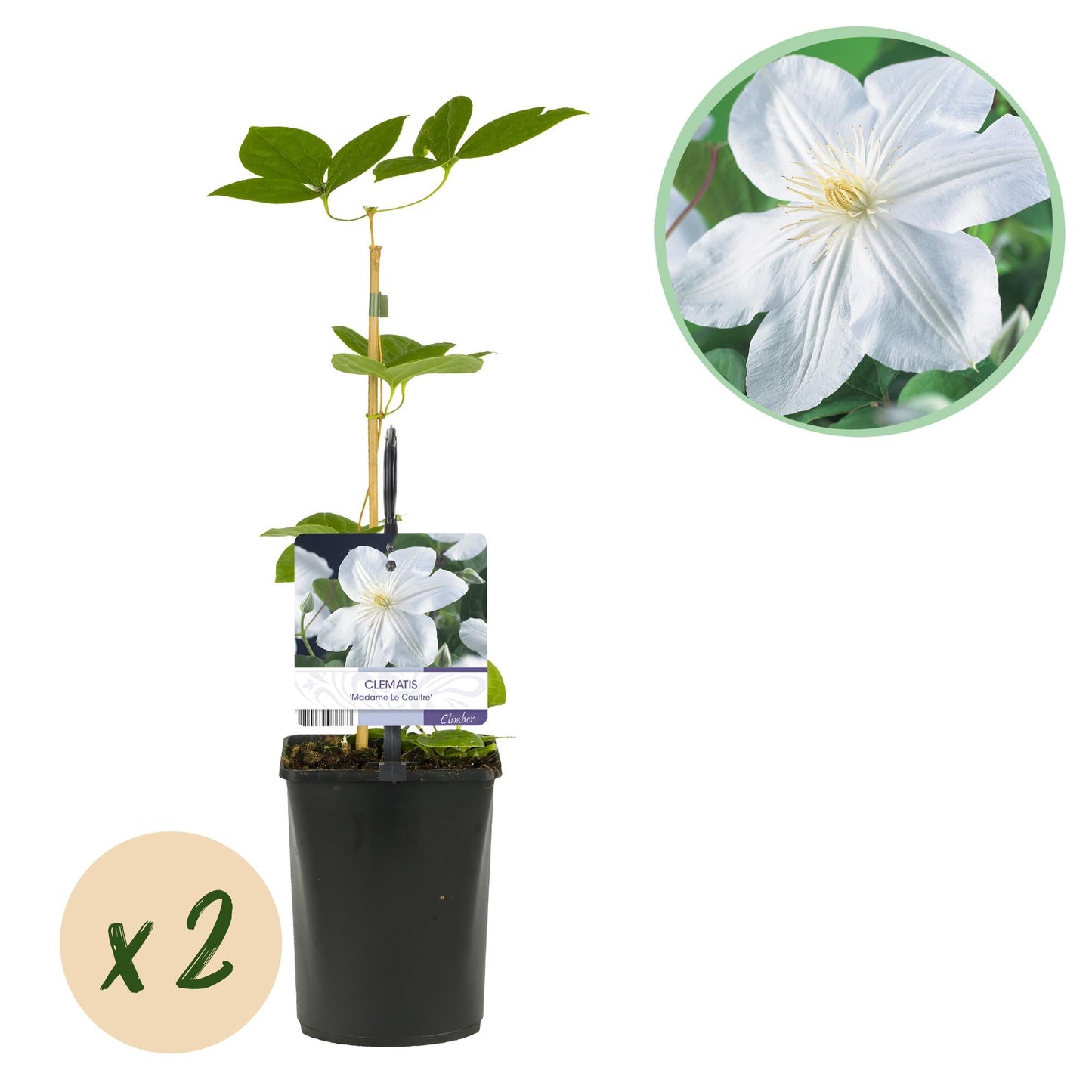 🤍 Clematis ‘Madame Le Coultre’ – Klimplant (2 Stuks)