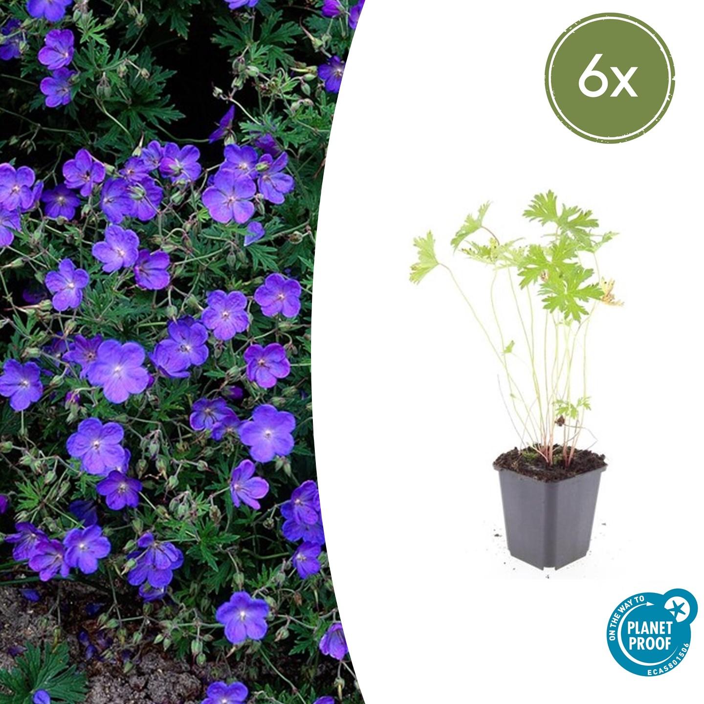 🌸 Geranium ‘Johnson’s Blue’ – Winterharde Bloeiende Bodembedekker (6 stuks)