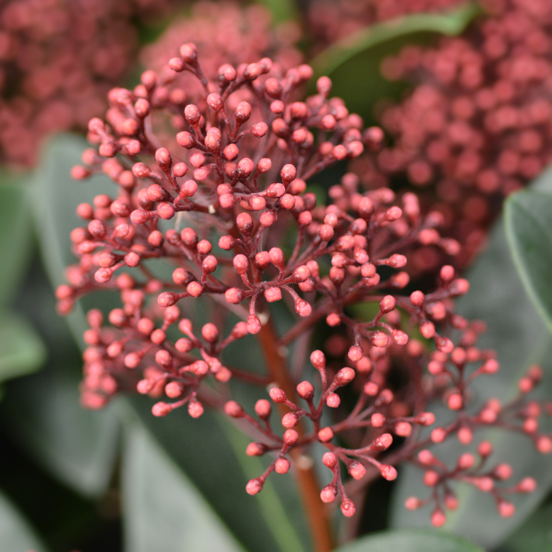 🌺 Skimmia japonica ‘Rubella’ – Wintergroen met Rode Knoppen (3 Stuks)