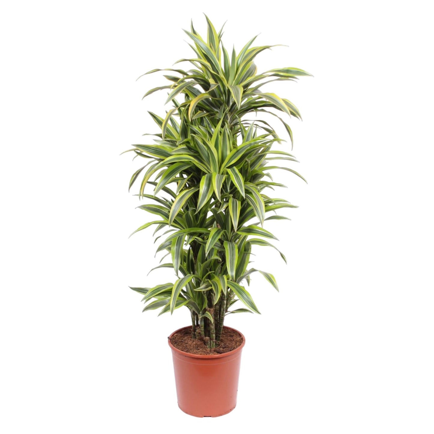 🌿 Dracaena Lemon Lime | Grote Luchtzuiverende Kamerplant
