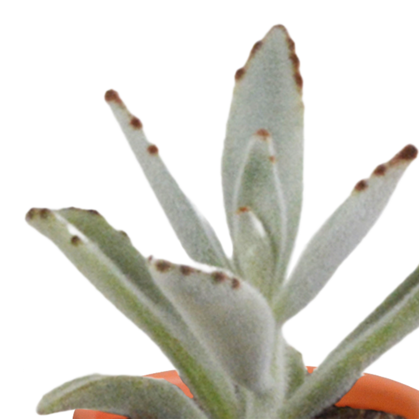 🌵 Cactus & Vetplanten Mix  In terracotta pot – (15 stuks)