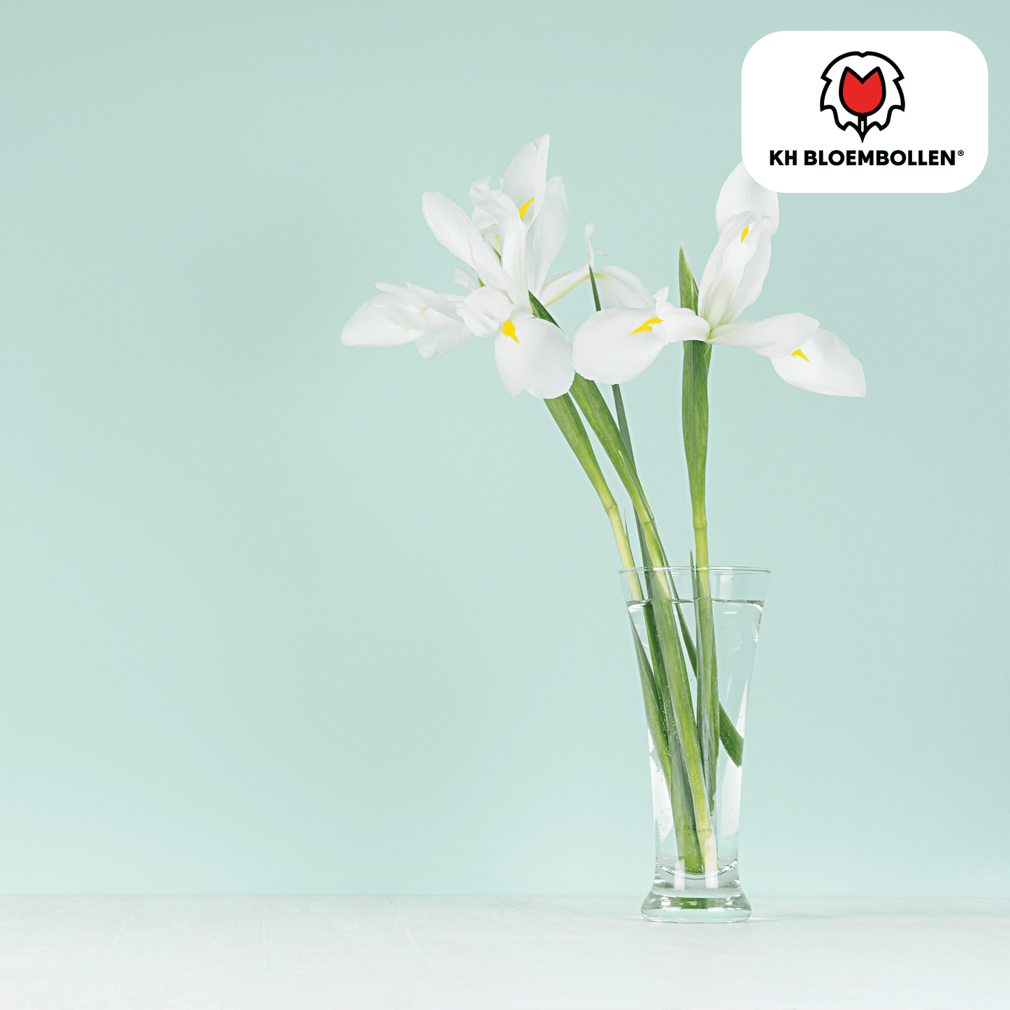 🌸  Iris hollandica ‘Alaska | Stralend Wit & Bijenlokker (25 stuks)