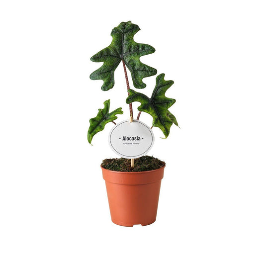 🌿 Alocasia Jacklyn | Unieke Kamerplant met Bijzondere Bladeren