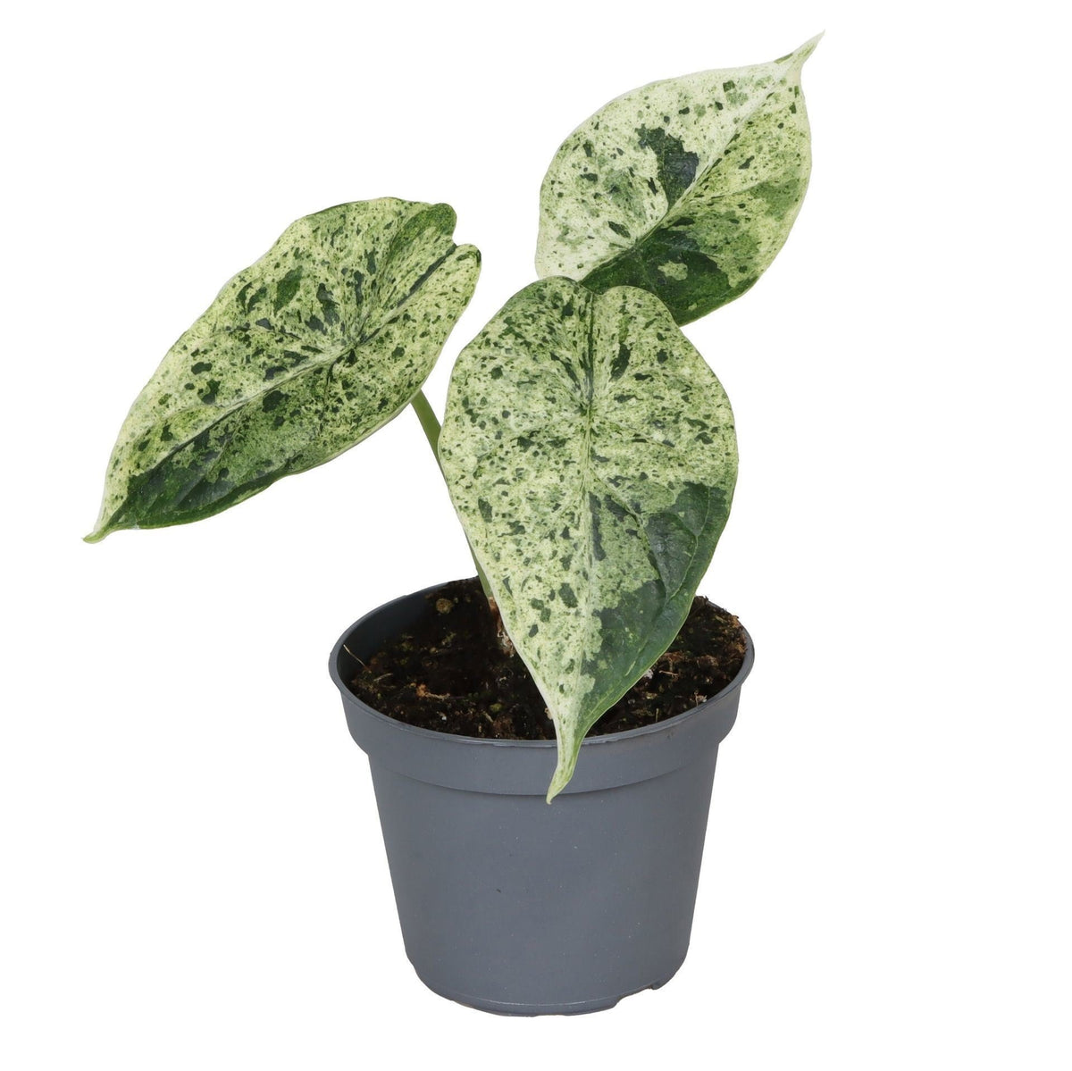 🌿 Alocasia ‘Dragon Scale Mint Variegata’ – Bonte drakenhuidplant