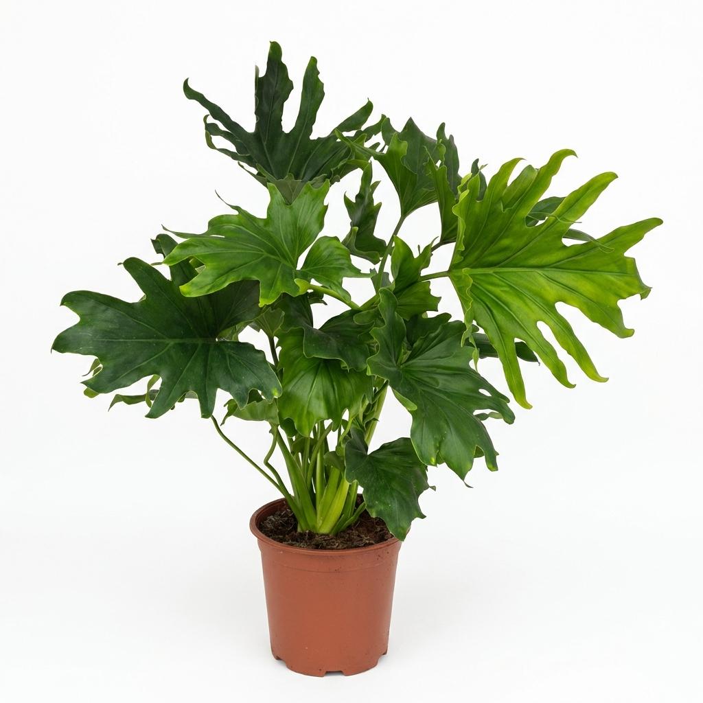 🌿 Philodendron Lickety Split | Grote Groene Kamerplant
