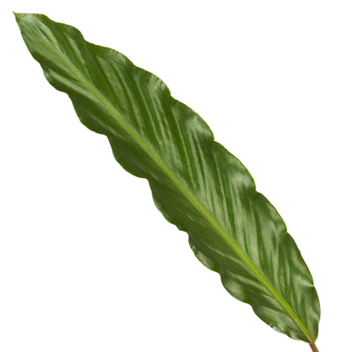 🌿 Calathea Wavestar – Tropische Golfplant