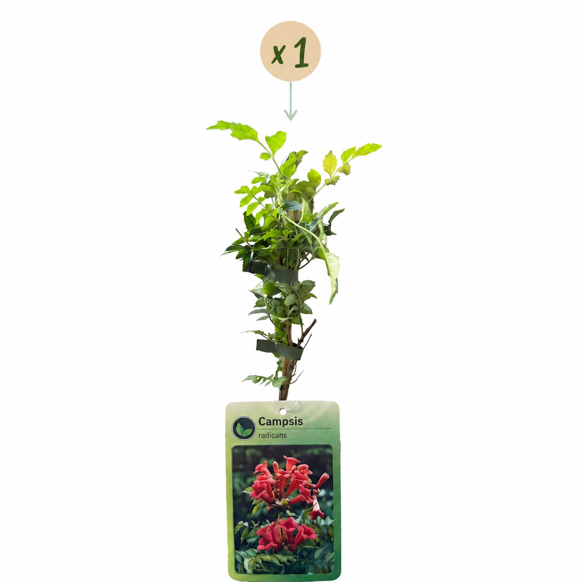 🧡 Campsis radicans – Trompetklimmer – Oranje-rode klimplant