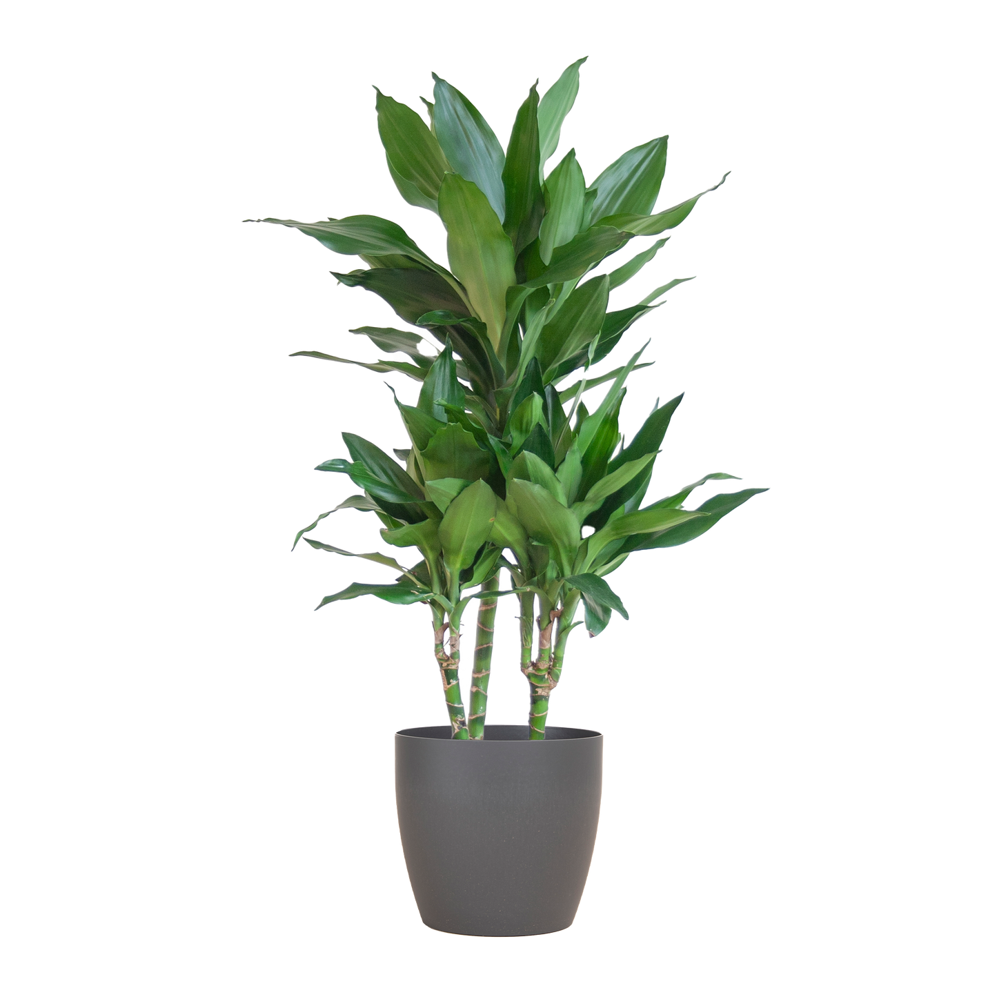 🌿 Dracaena ‘Janet Lindt’ – Groenblijver met Vibers Pot Grijs