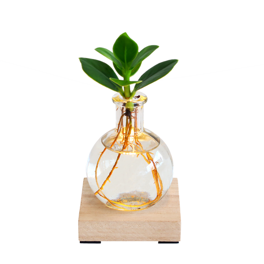 💡 Glowplant – Clusia in Vaasje met Lampje