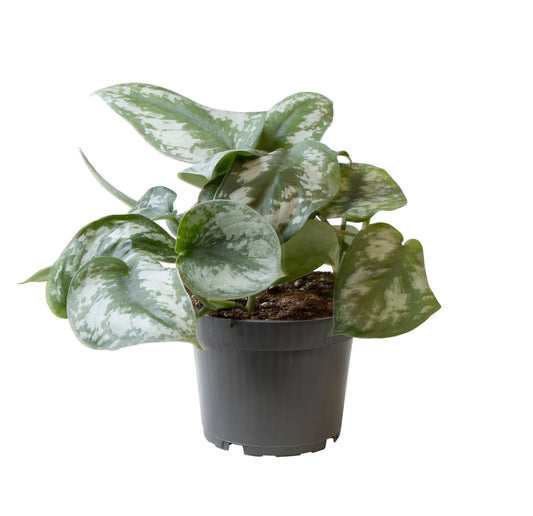 🌿 Philodendron Scandens ‘Pictus Trebie’ | Sterke Hangplant voor Binnen