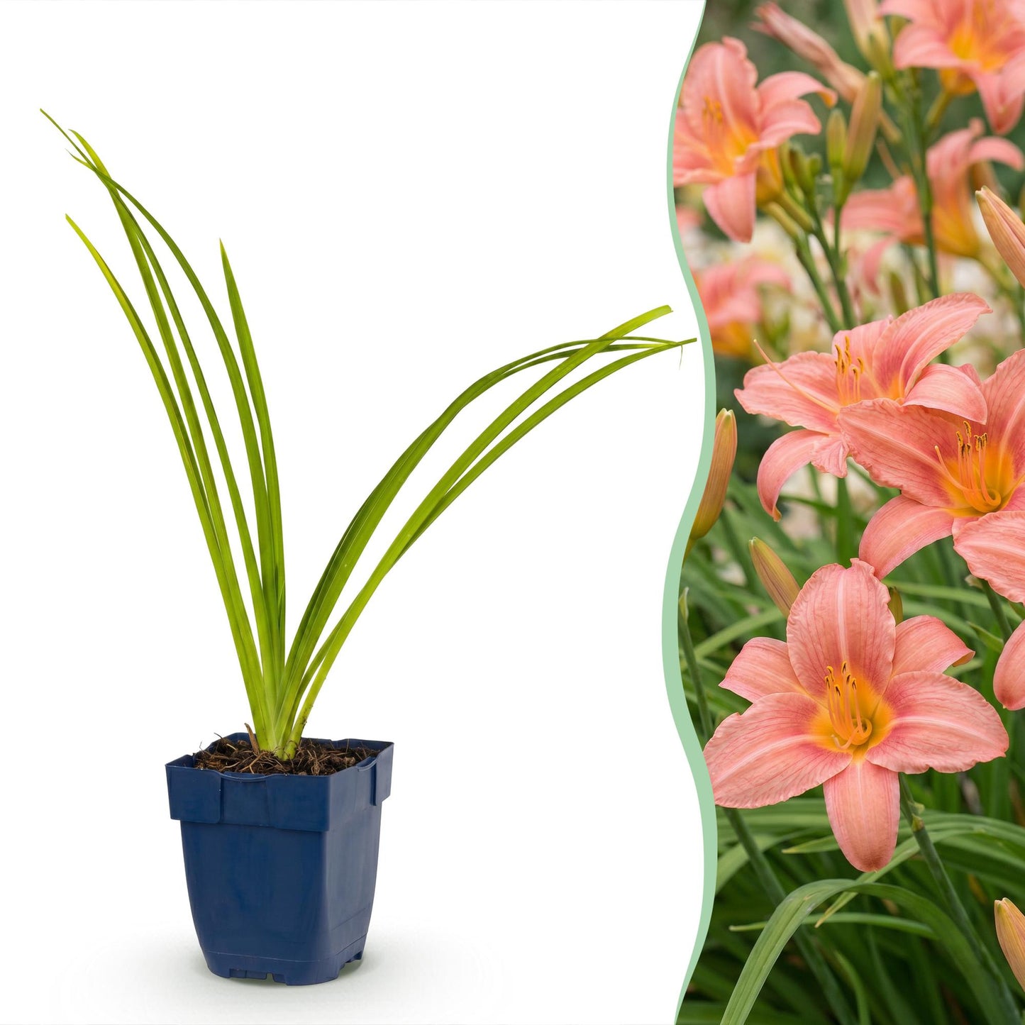 🌿 Hemerocallis 'Pink Damask' – Roze Daglelie | 3 stuks