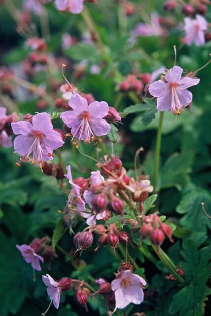 🌿 Geranium macrorrhizum – Winterharde Geurende Bodembedekker (24 stuks)