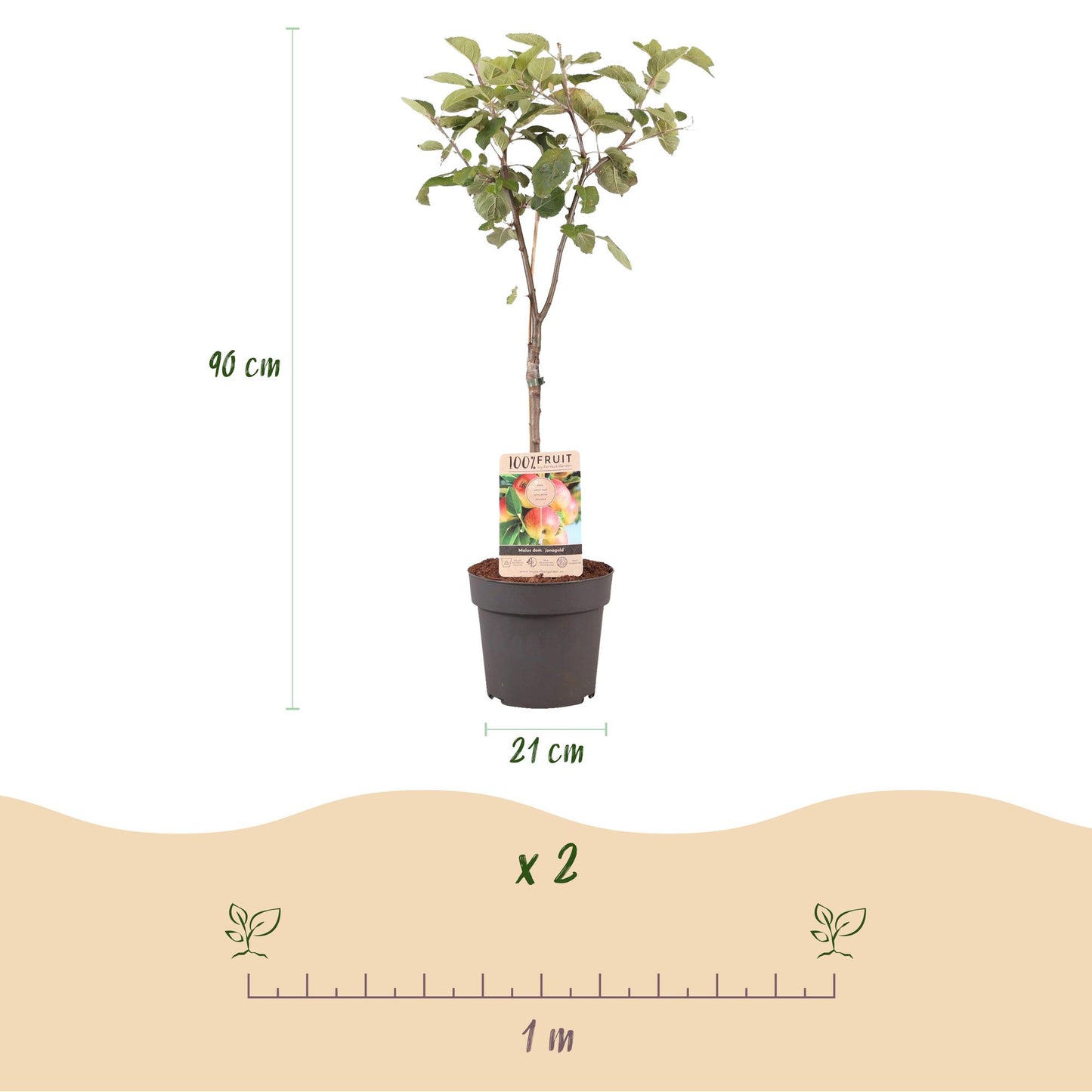🍏 Malus domestica ‘Jonagold’ – Appelboom