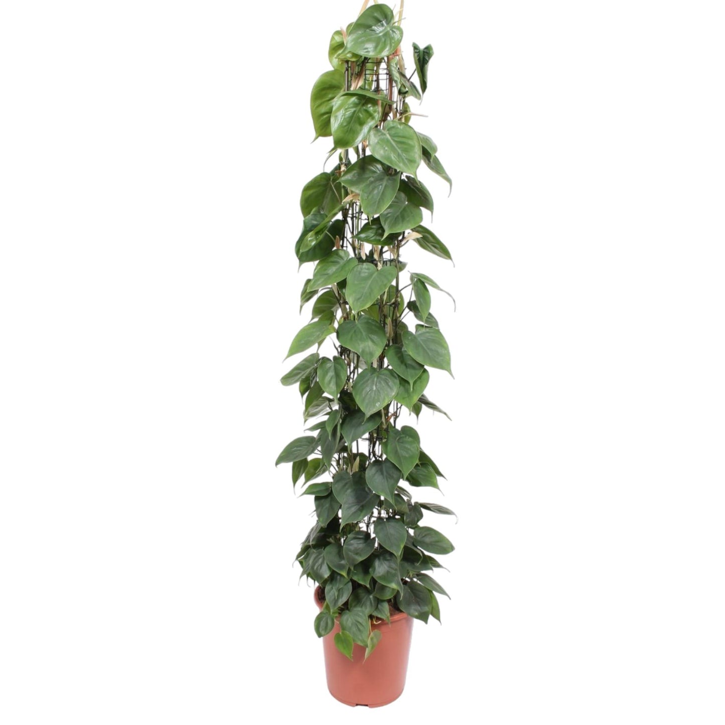 🌿 Philodendron Scandens | Grote Klimplant op Gaasrek