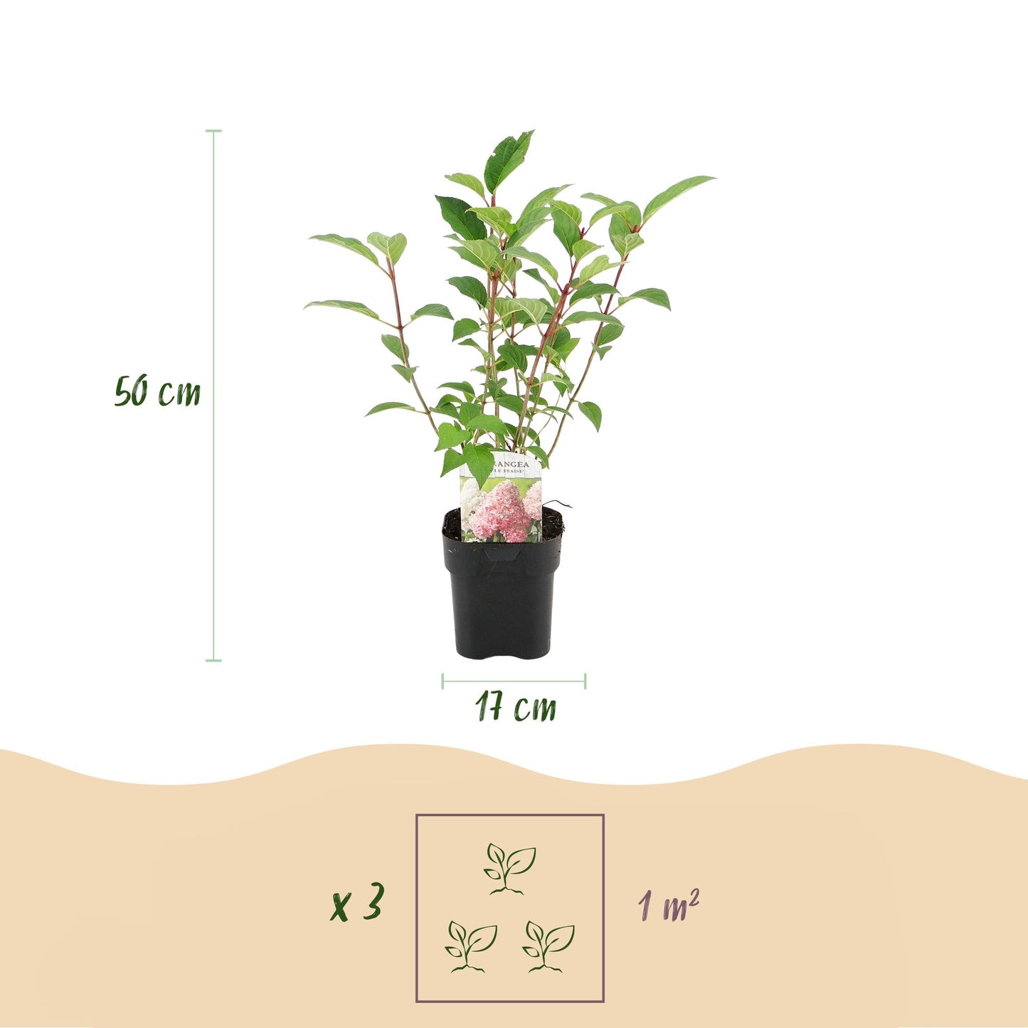 🌸 Hydrangea paniculata ‘Vanille Fraise’ – Pluimhortensia | (3 stuks)