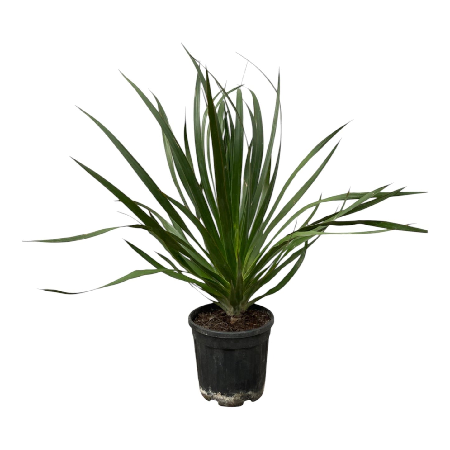 Dracaena draco – Drakenbloedboom