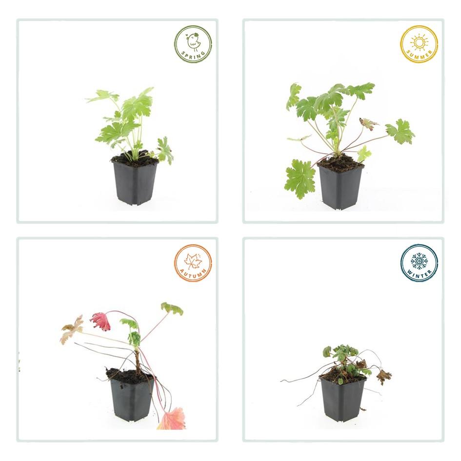 🌸 Charmante Geranium ‘Ingwersen’s Var.’ – Geurende Bodembedekker – 6 stuks