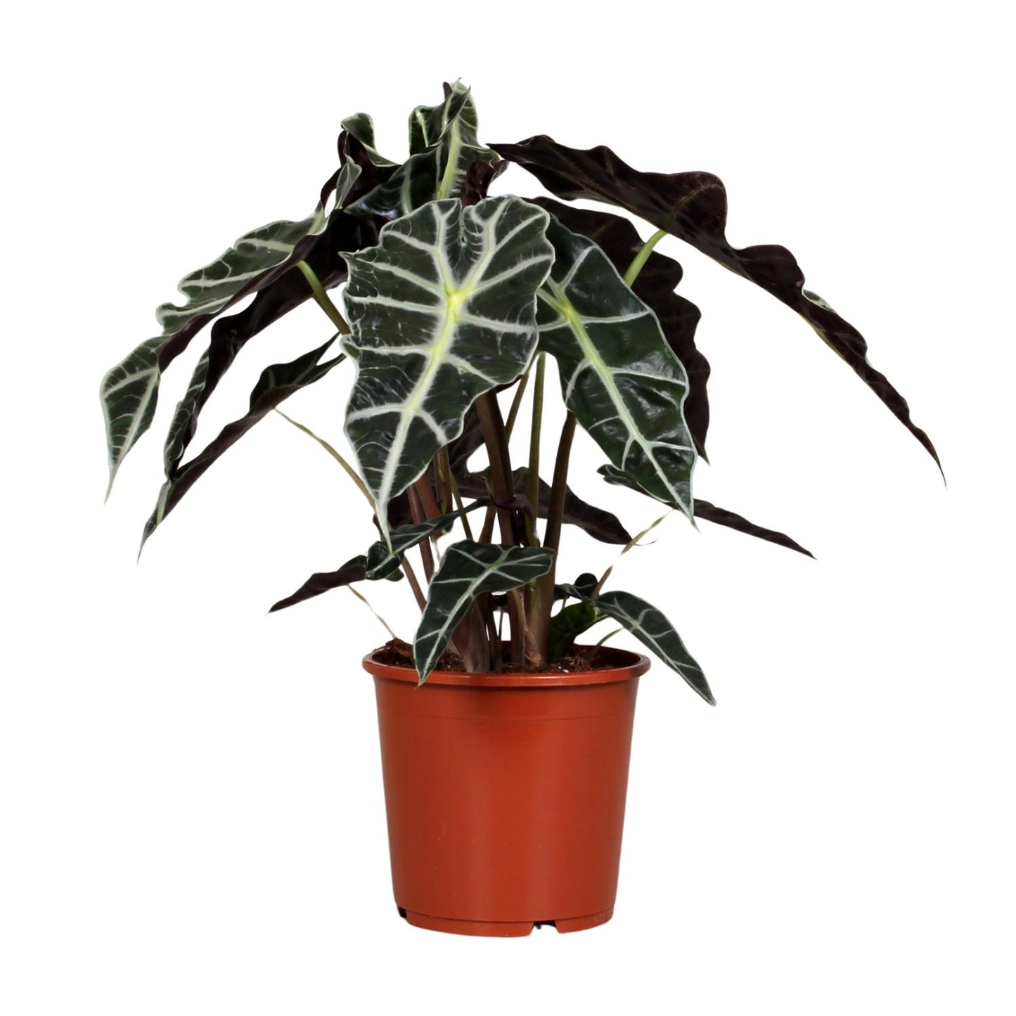 🌿 Alocasia Polly | Compacte Olifantsoor Kamerplant
