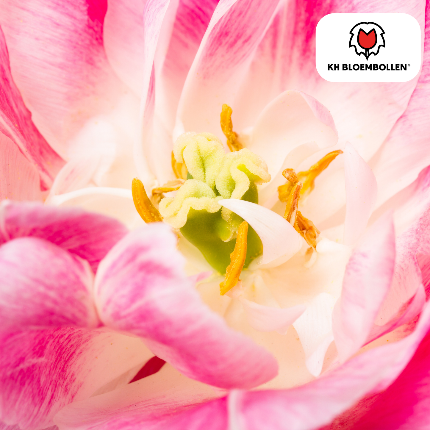 🌷 Tulpenbollen ‘Columbus’ – Roze-Witte Dubbelbloemige Pioentulp (20 Stuks)