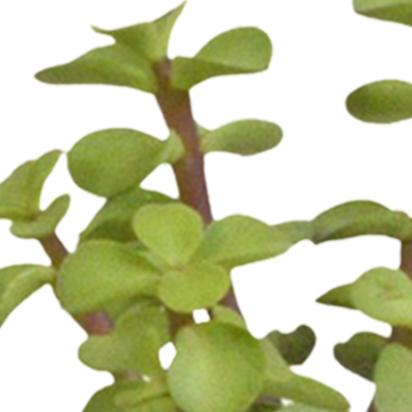 🌵 Cactus & Vetplanten Mix –  In witte pot (15 stuks)