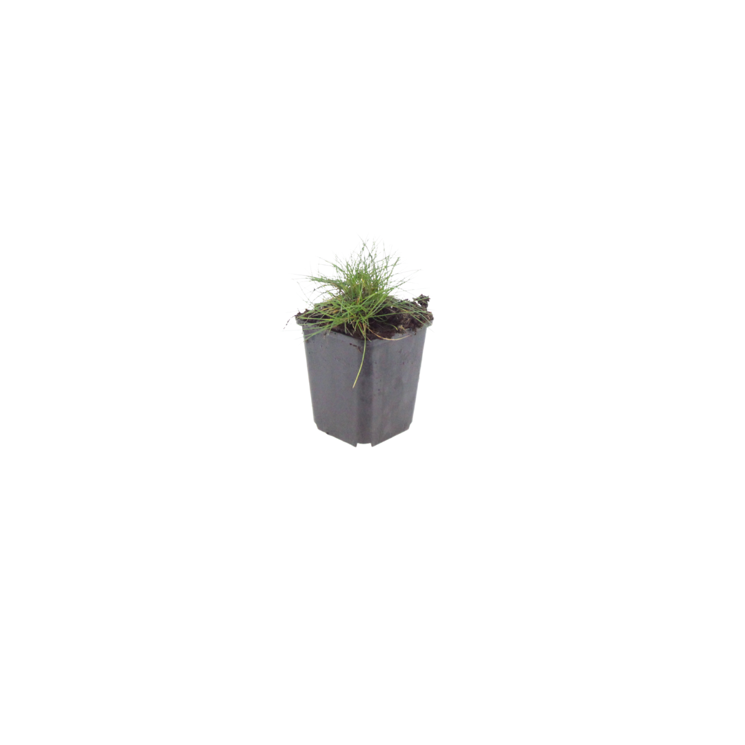 🌾 Festuca gautieri | Zwenkgras (48 Stuks)