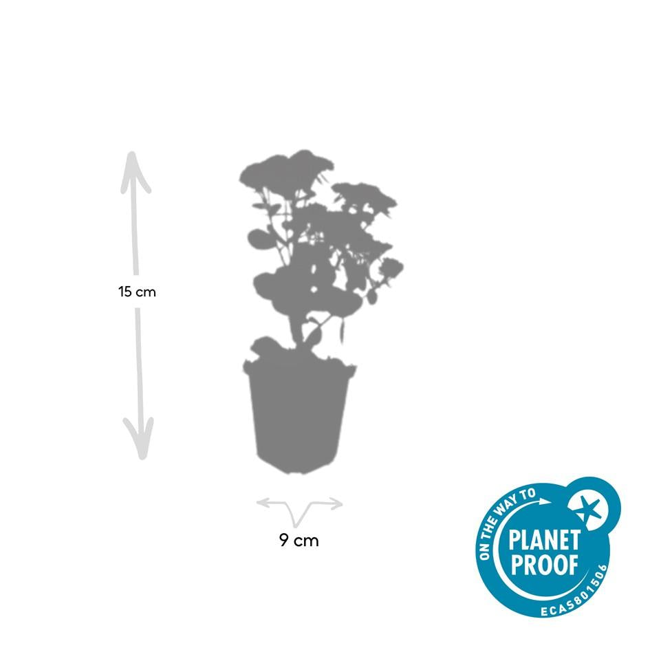 🌿 Sedum ‘Herbstfreude’ – Winterharde Bloeiende Vaste Plant (6 stuks)