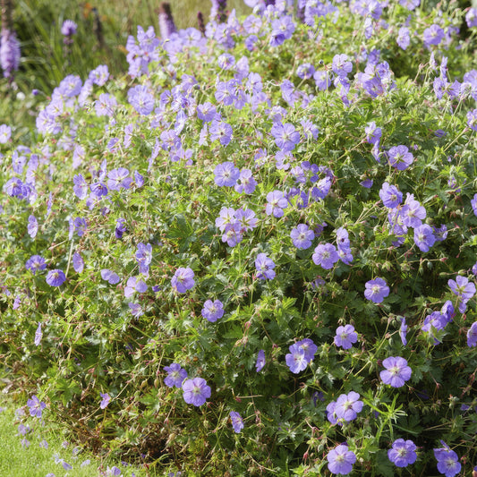 🌸 Geranium ‘Rozanne’ – Winterharde Langbloeiende Vaste Plant (24 stuks)