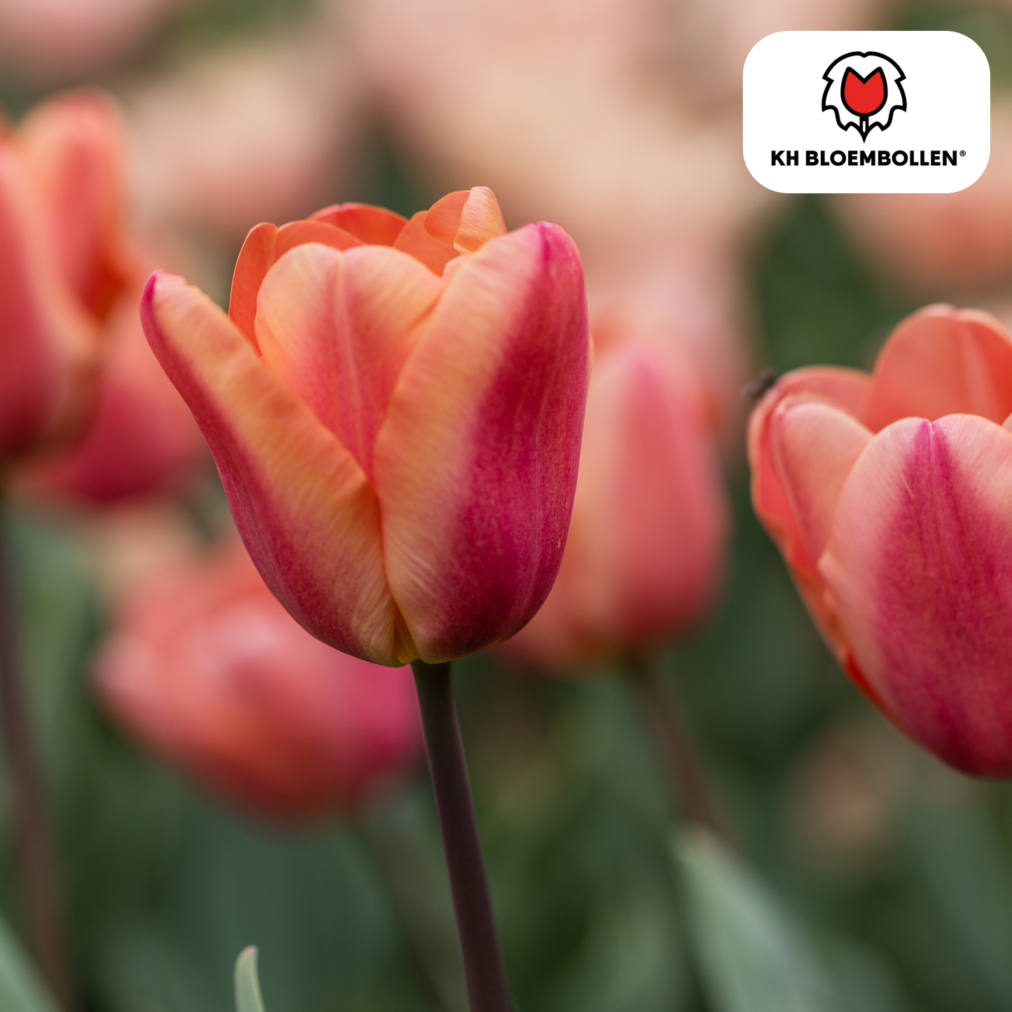 🌷 Tulpenbollen ‘Apricot Foxx’ – Zalmroze Grootbloemige Tulp (20 Stuks)