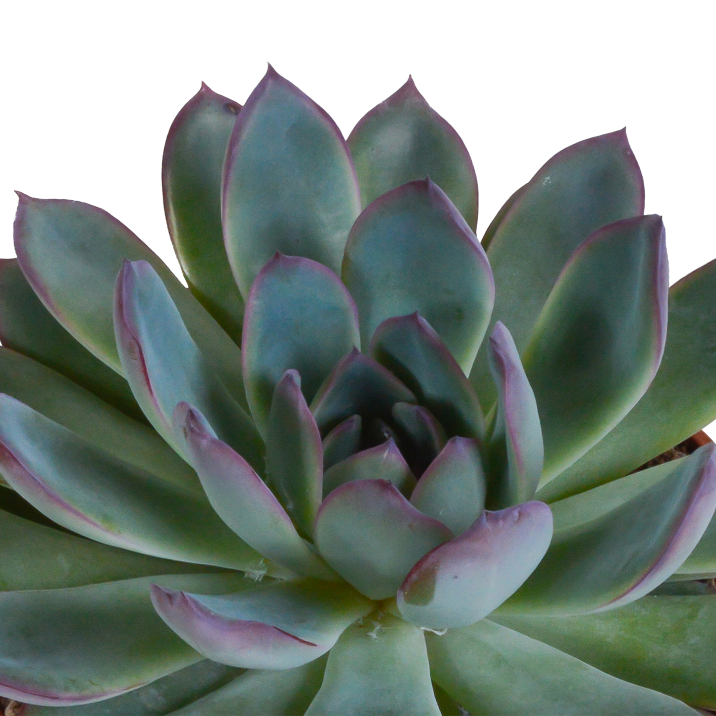 🌵 Echeveria Mix – Witte pot (3 stuks)