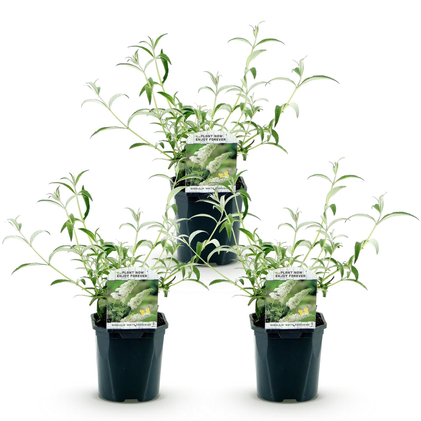 🦋 Buddleja davidii ‘White Profusion’ – Witte Vlinderstruik | (3 stuks)