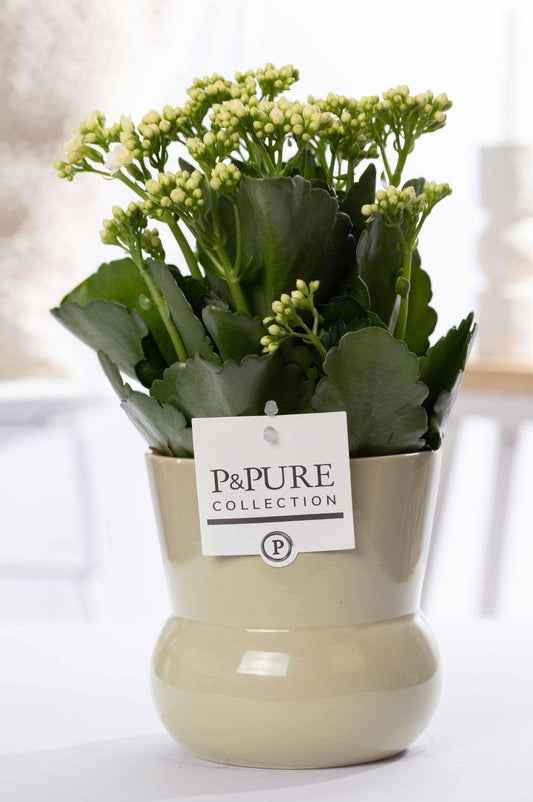 🌼 Kalanchoe White – In P&PURE Plant Vase Maxima Green – Ø12 cm – ↕27 cm | Bloeiende Kamerplant